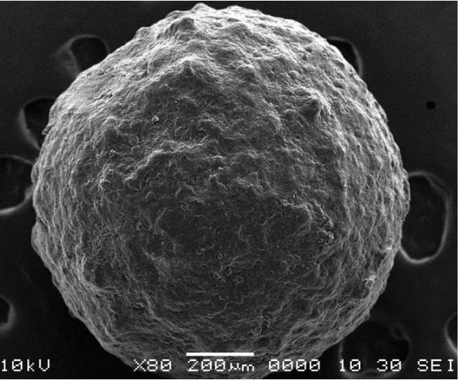 Fig. 1 Scanning electron microscopy (SEM) photo of CRF polymer coated pellet.