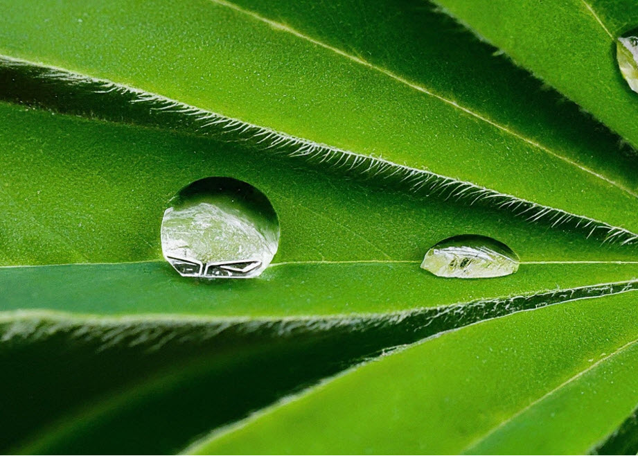 A droplet of the pesticide tank mix without spreader adjuvant, and with spreader adjuvant