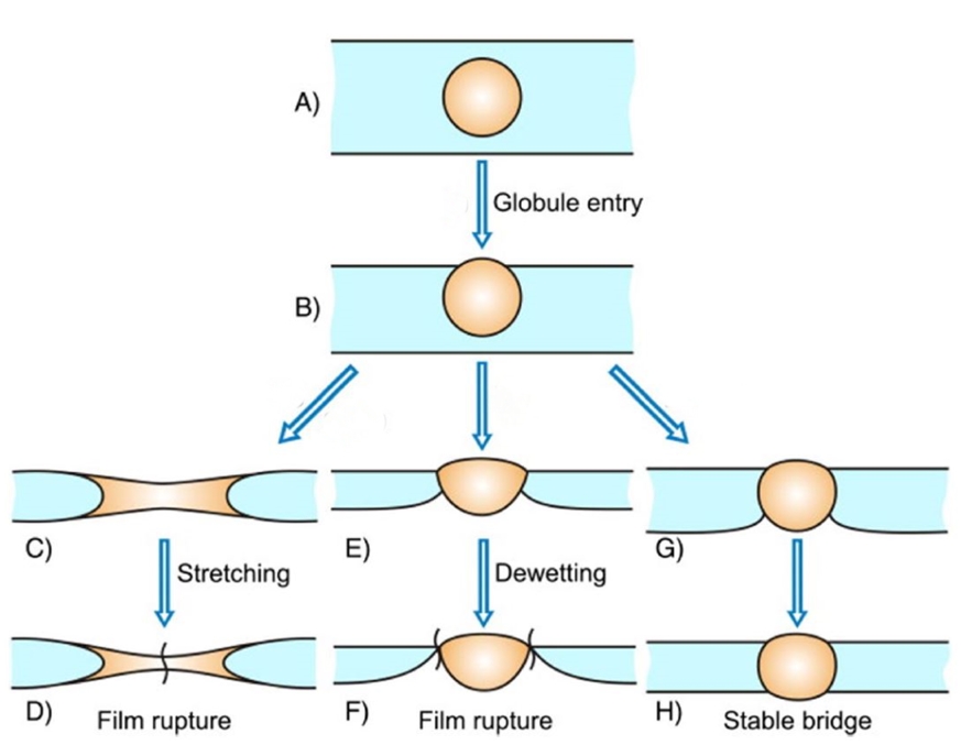 the mechanistic approach of oil droplets destroying the foam by the bridging-stretching mechanism and bridging-dewetting mechanism