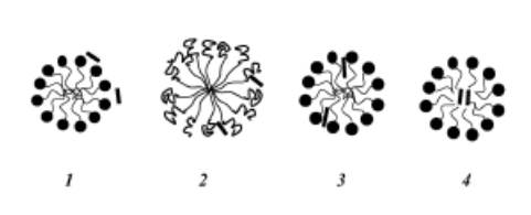 Figure 4. Solubilization sites within a surfactant micelle. The A.I. molecule can be found at different sites within the micelle, as denoted by the black bold lines (⎯). The surfactant heads are represented by black circles, while the black bold curved lines depict the surfactant heads, and the light black curved lines represent the surfactant tails.